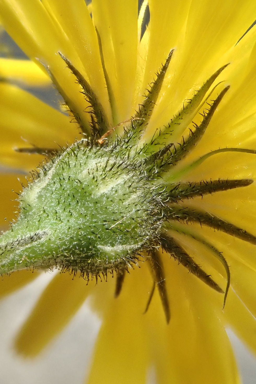 Thumbnail: Hieracium breconense