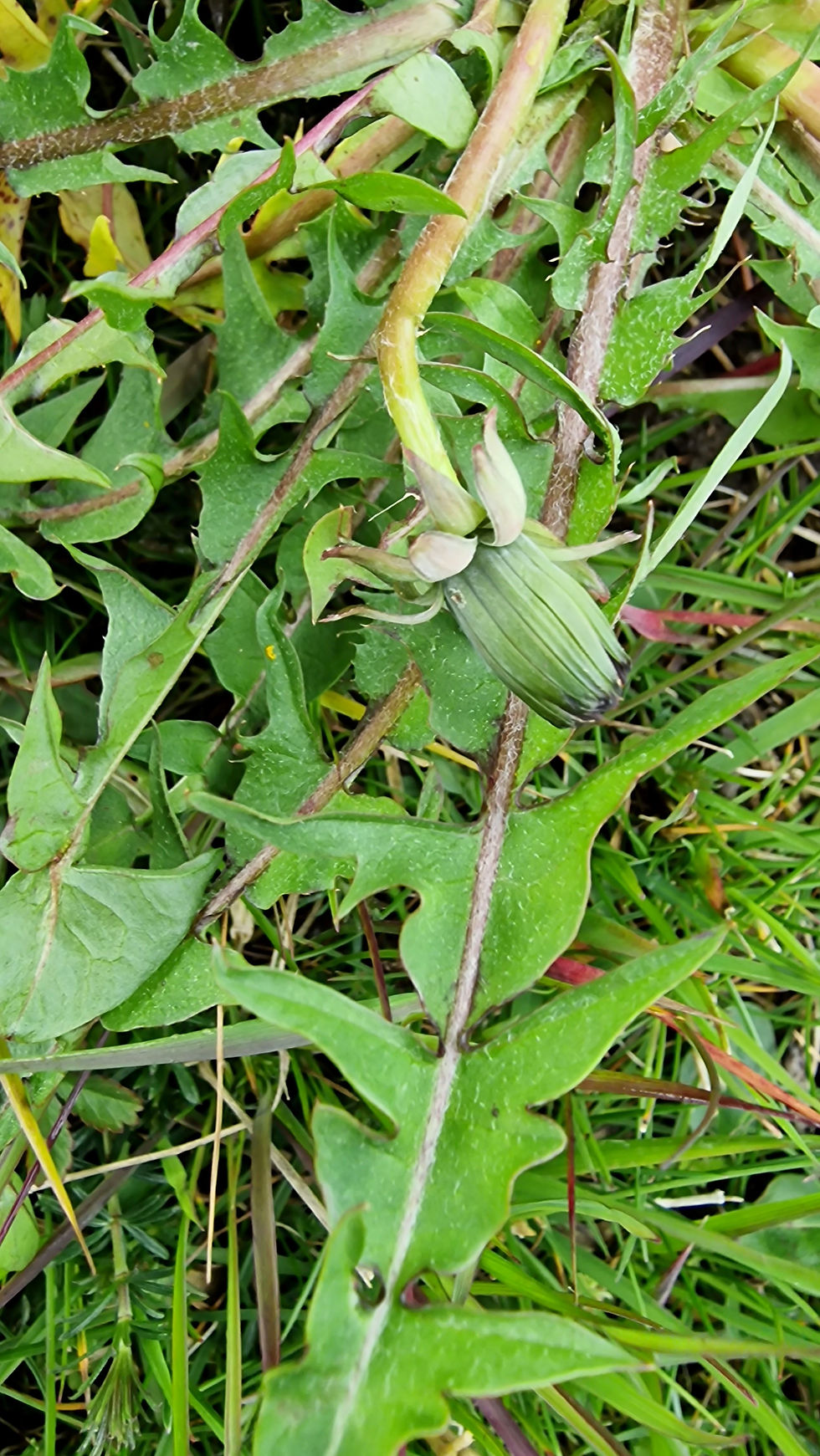 Thumbnail: Taraxacum melanthoides