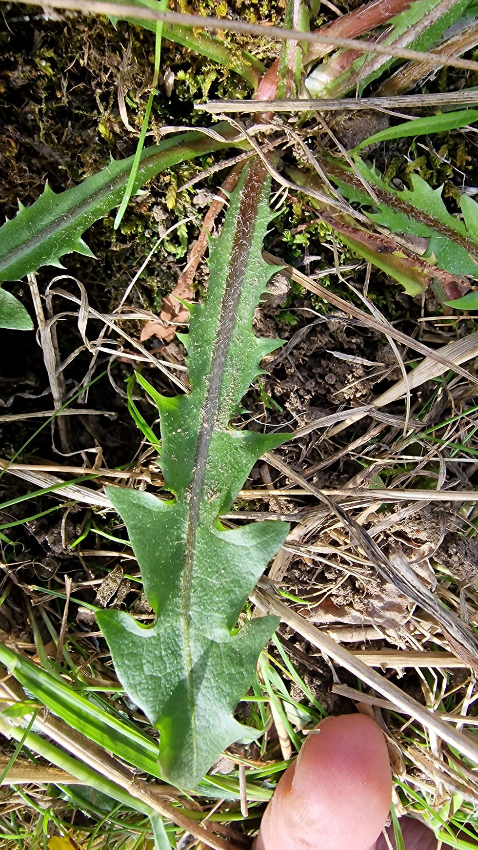 Thumbnail: Taraxacum landmarkii