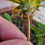 Thumbnail: Taraxacum degelii