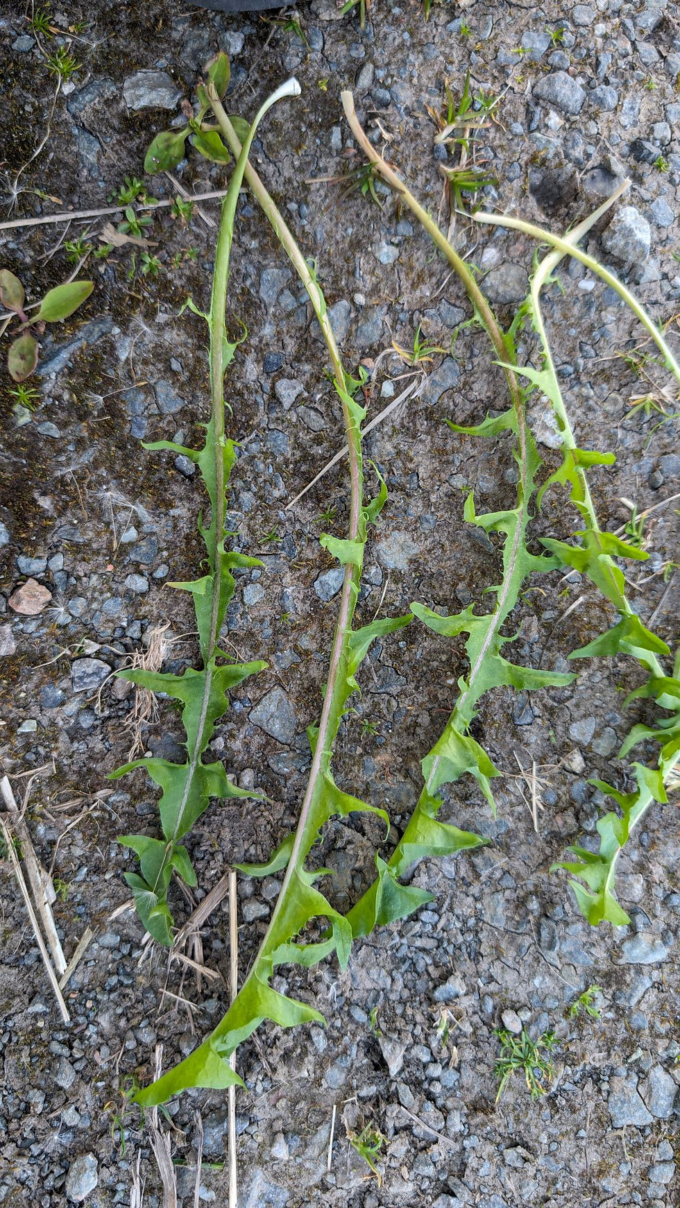 Thumbnail: Taraxacum calophyllum