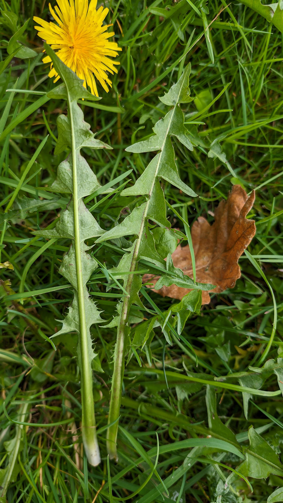 Thumbnail: Taraxacum acutifrons