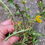 Thumbnail: Taraxacum angustisquameum