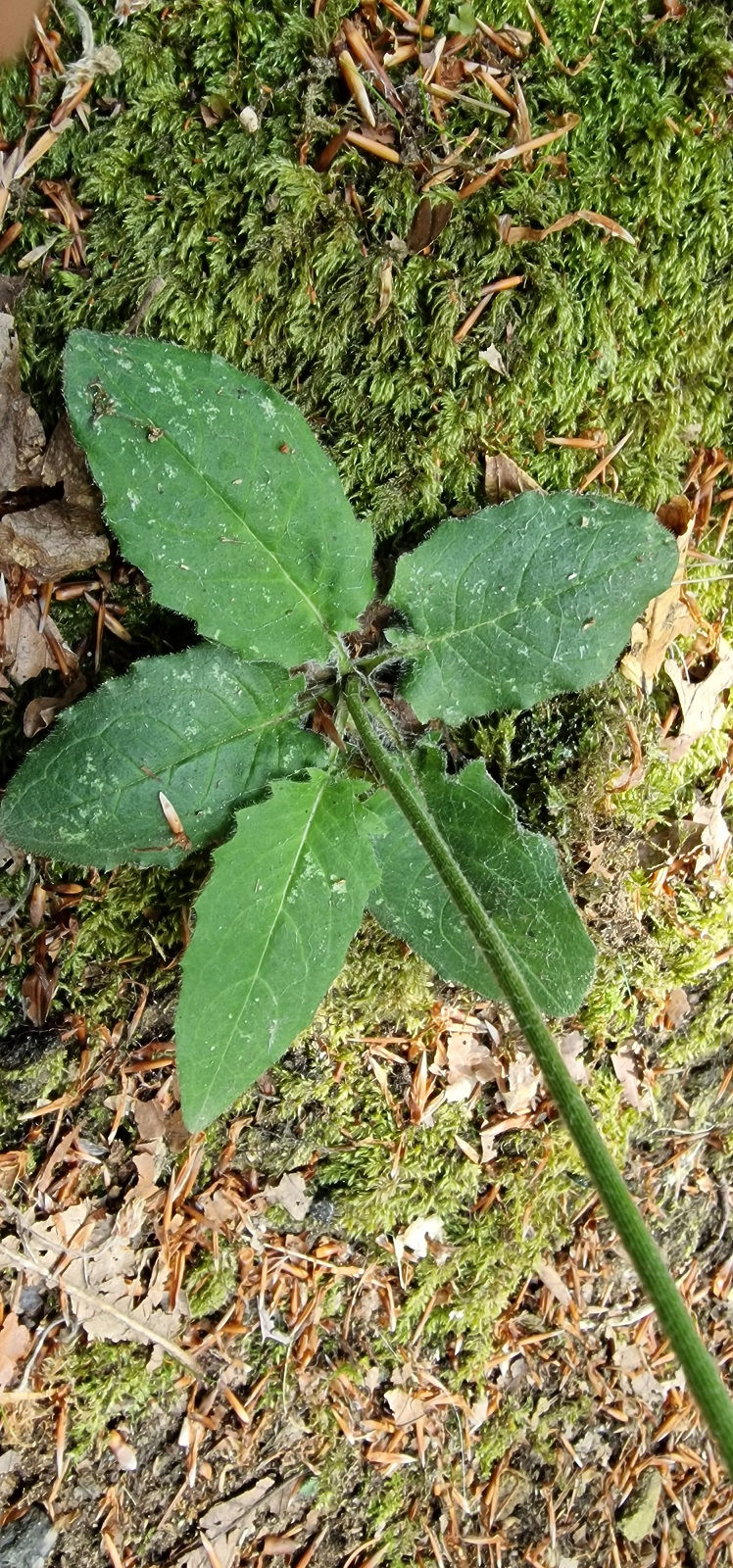 Thumbnail: Hieracium sylvivagum