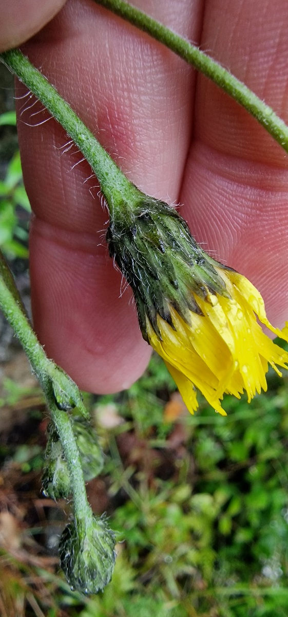 Thumbnail: Hieracium sabaudum