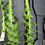 Thumbnail: Taraxacum aurosulum