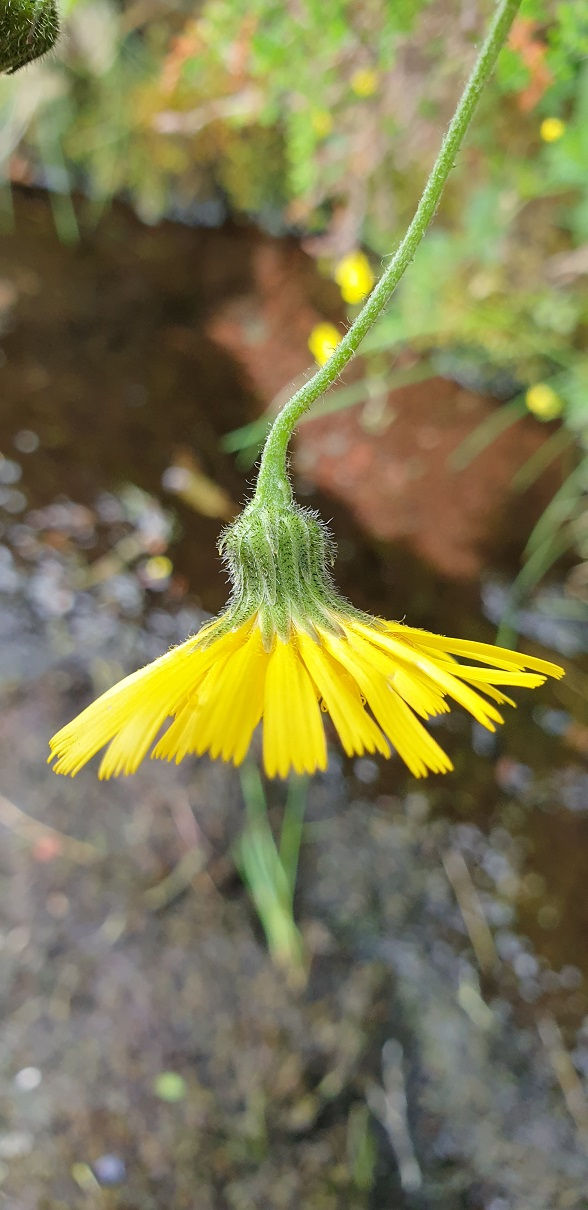 Thumbnail: Hieracium uiginskyense