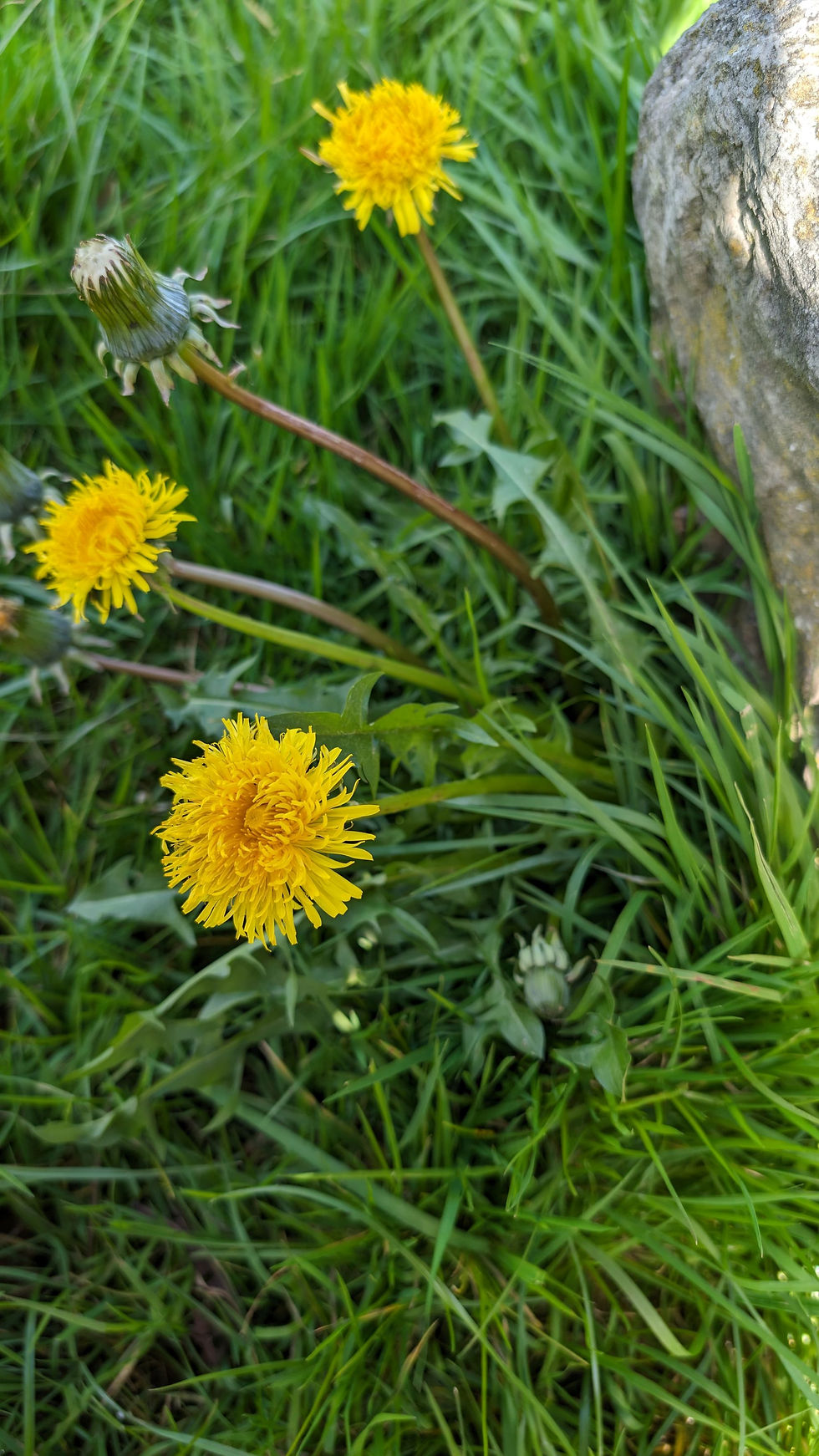 Thumbnail: Taraxacum subexpallidum
