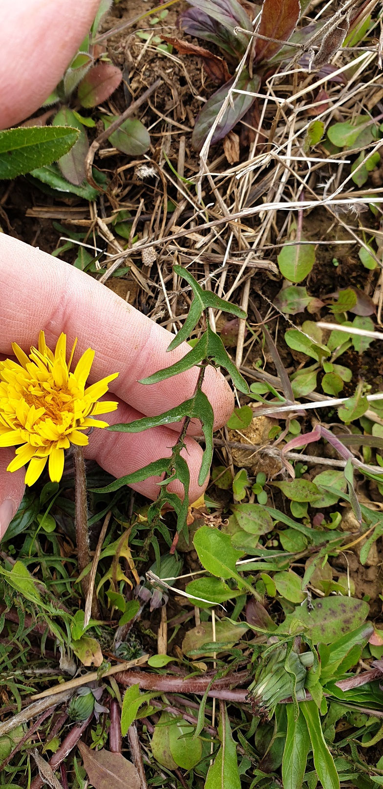 Thumbnail: Taraxacum lacistophyllum