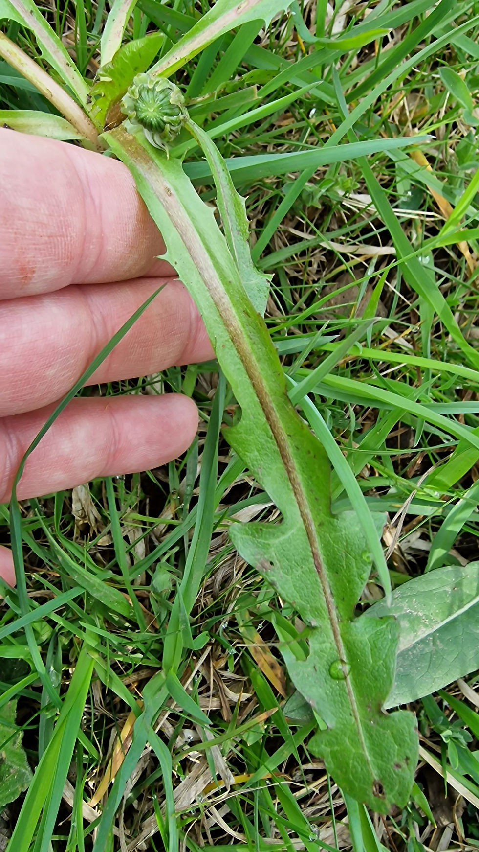 Thumbnail: Taraxacum landmarkii