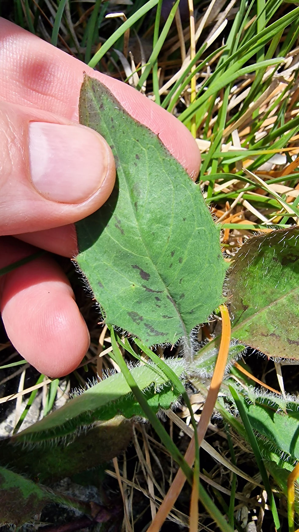 Thumbnail: Hieracium stictum
