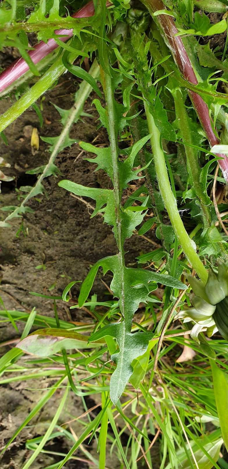 Thumbnail: Taraxacum subexpallidum