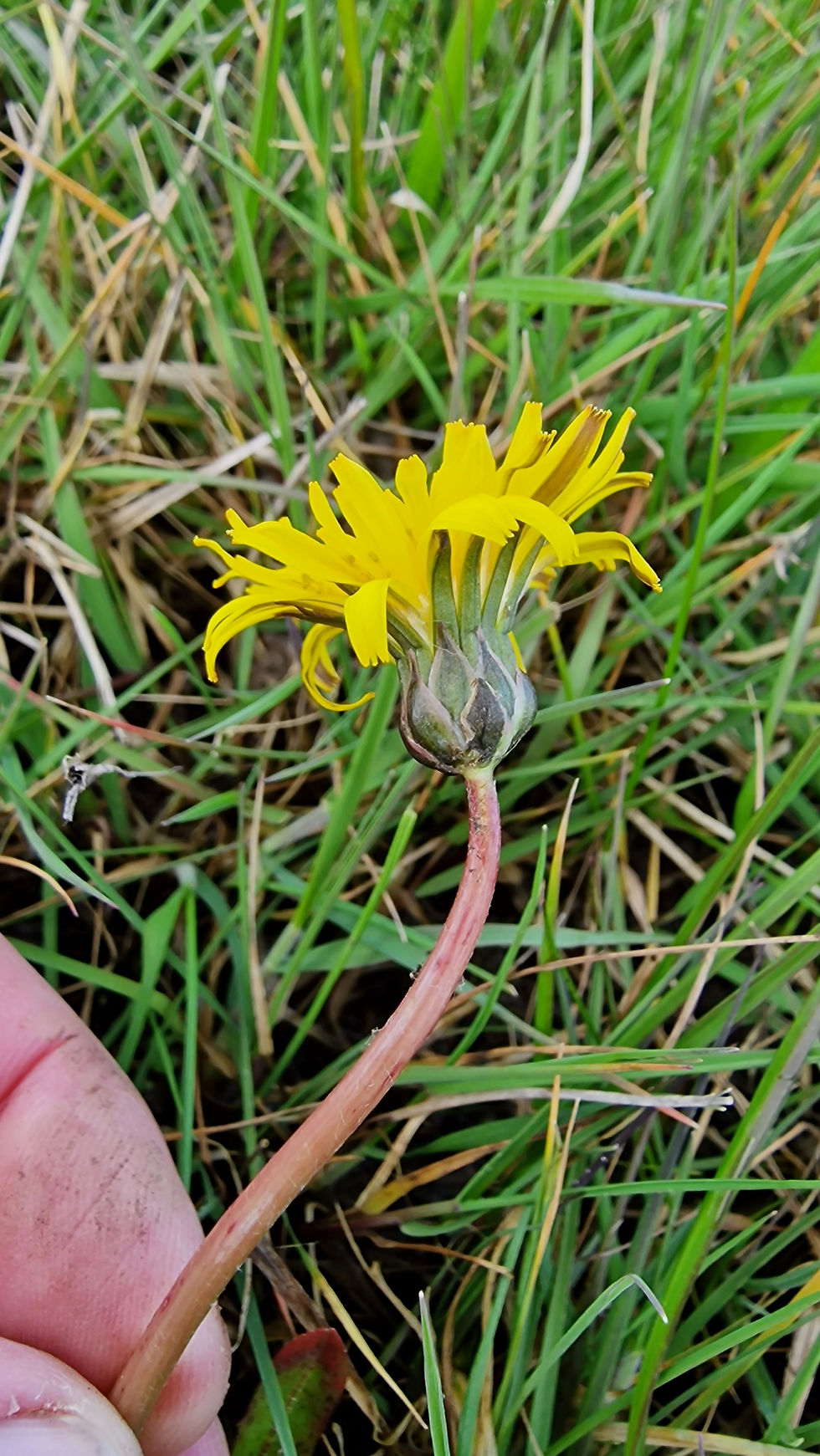 Thumbnail: Taraxacum palustre
