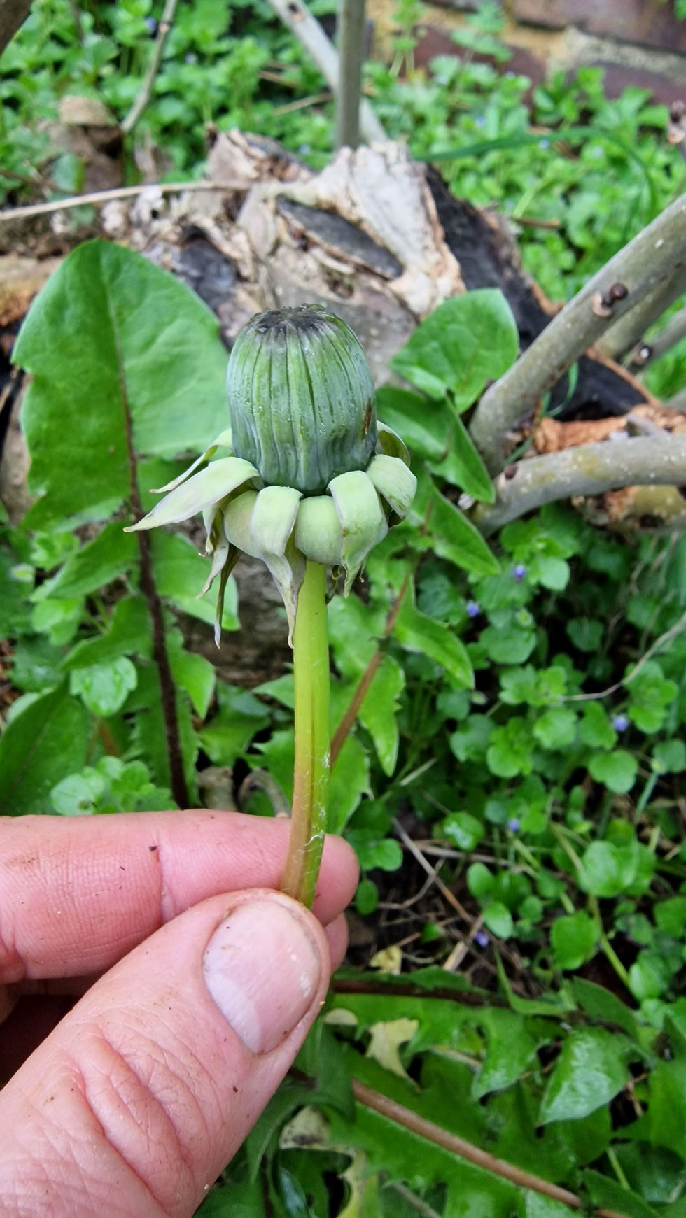 Thumbnail: Taraxacum vastisectum