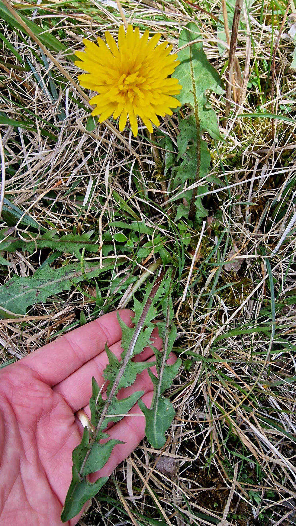Taraxacum maculosum