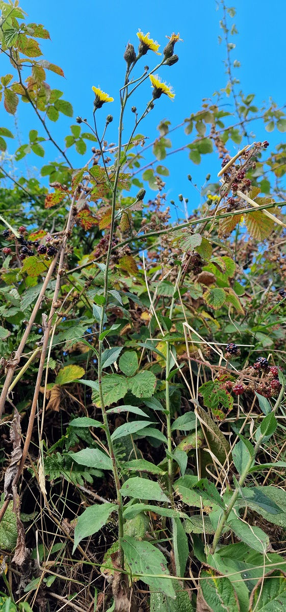 135.034.009 Hieracium eminentiforme