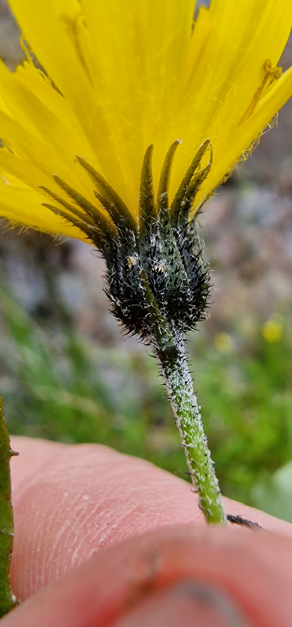 Thumbnail: Hieracium ochthophilum