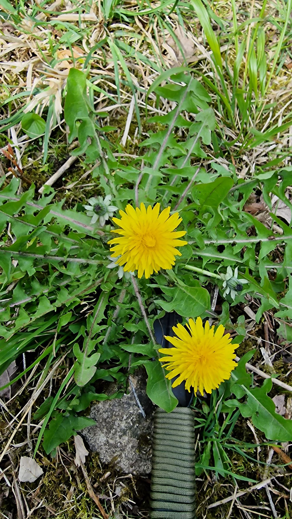 Thumbnail: Taraxacum undulatum