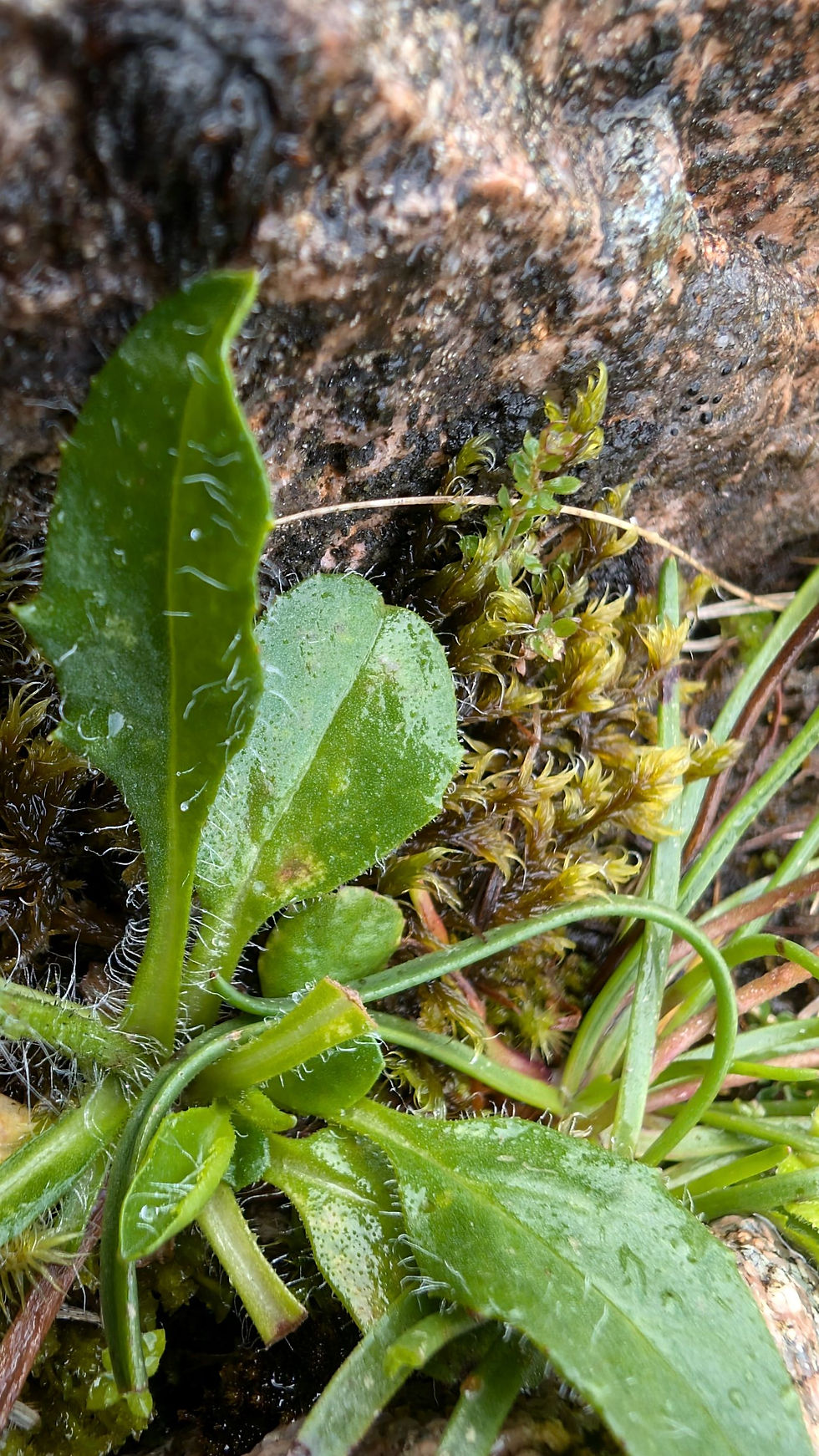 Thumbnail: 135.034.080 Hieracium calenduliflorum