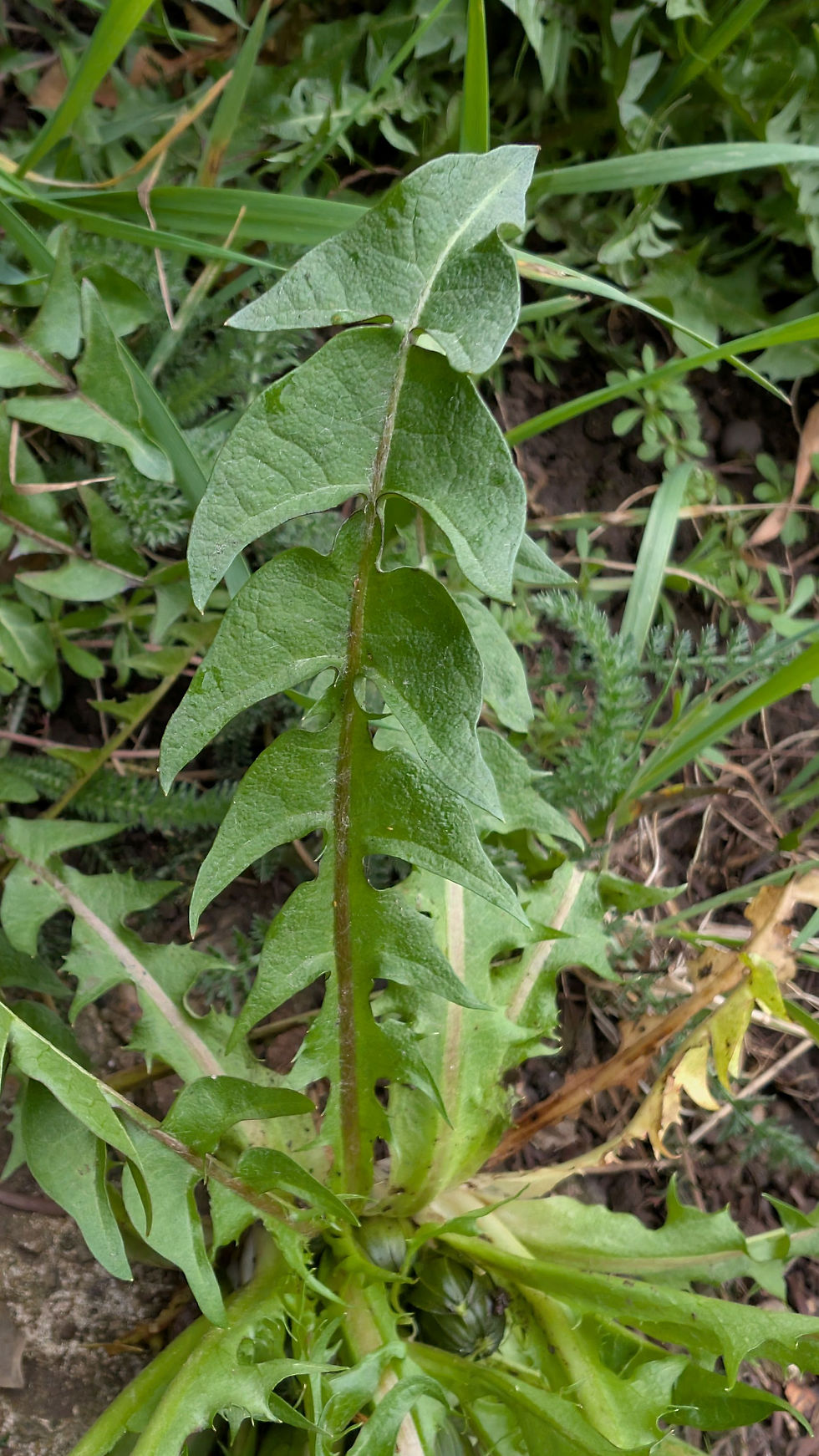 Thumbnail: Taraxacum atonolobum