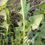 Thumbnail: Taraxacum leptodon