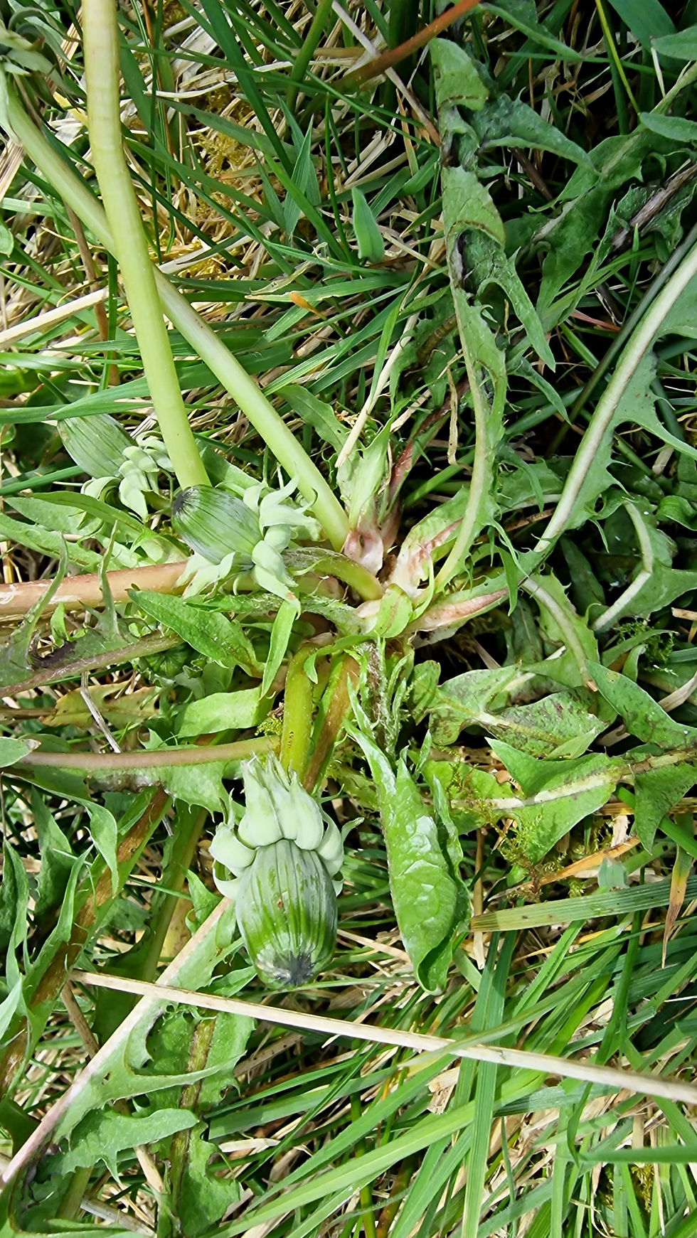 Thumbnail: Taraxacum naevosiforme