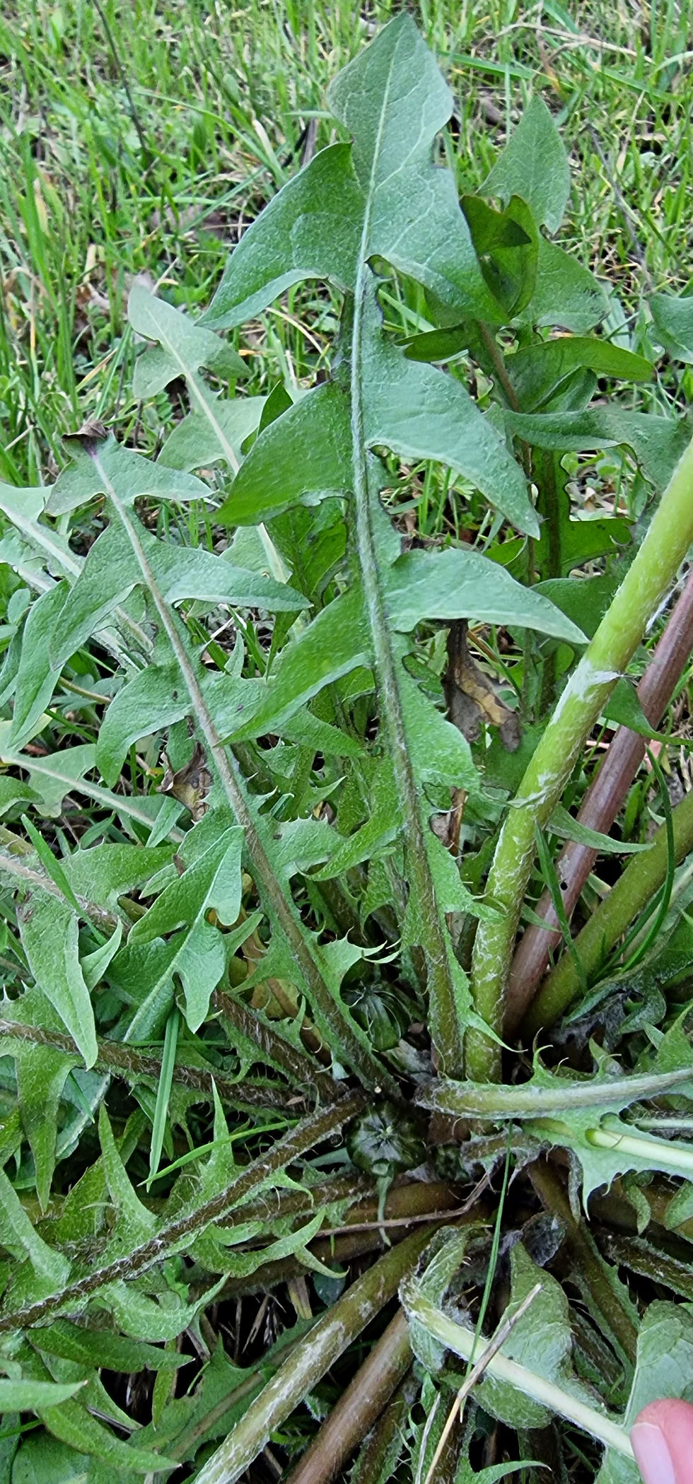 Thumbnail: Taraxacum hepaticum