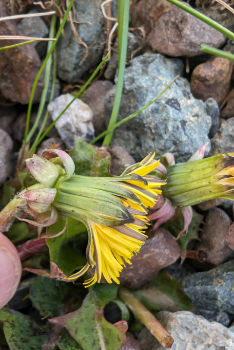 Taraxacum naevosum