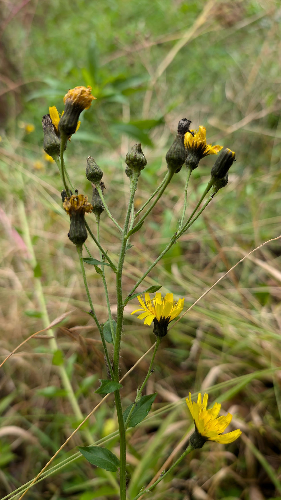 Thumbnail: Hieracium vagum