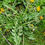 Thumbnail: Taraxacum horridifrons