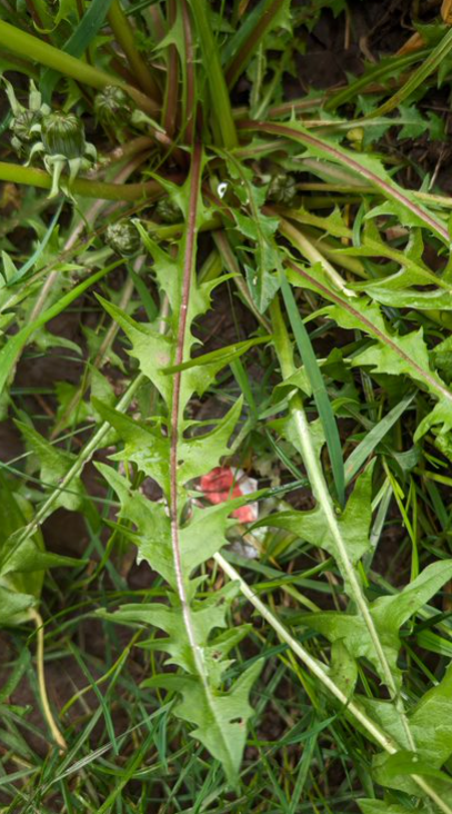 Taraxacum incisum