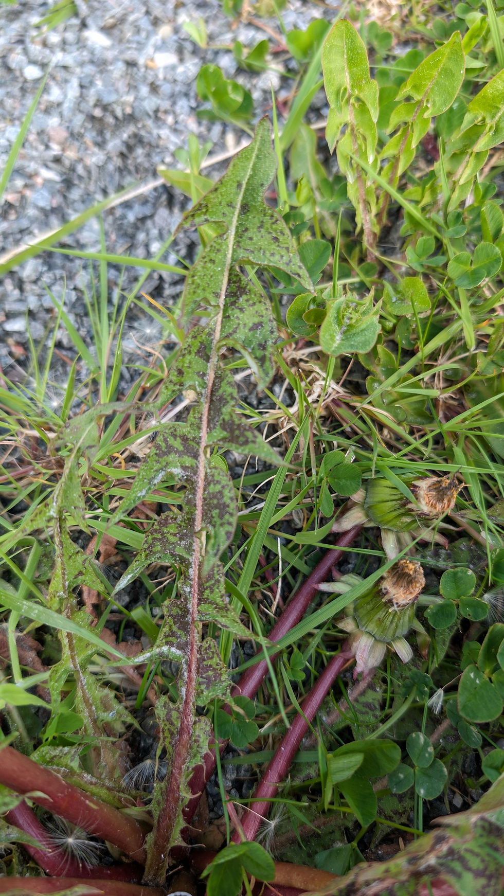 Thumbnail: 135.025.047 Taraxacum naevosum