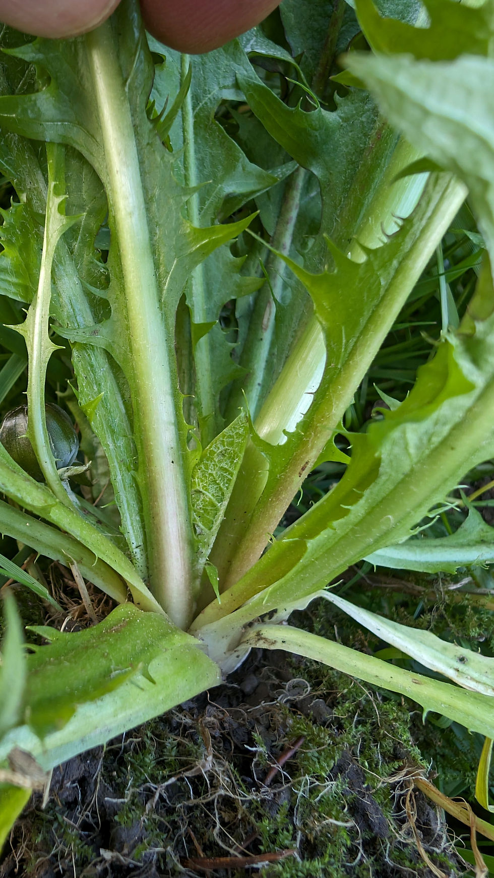 Thumbnail: Taraxacum coartatum