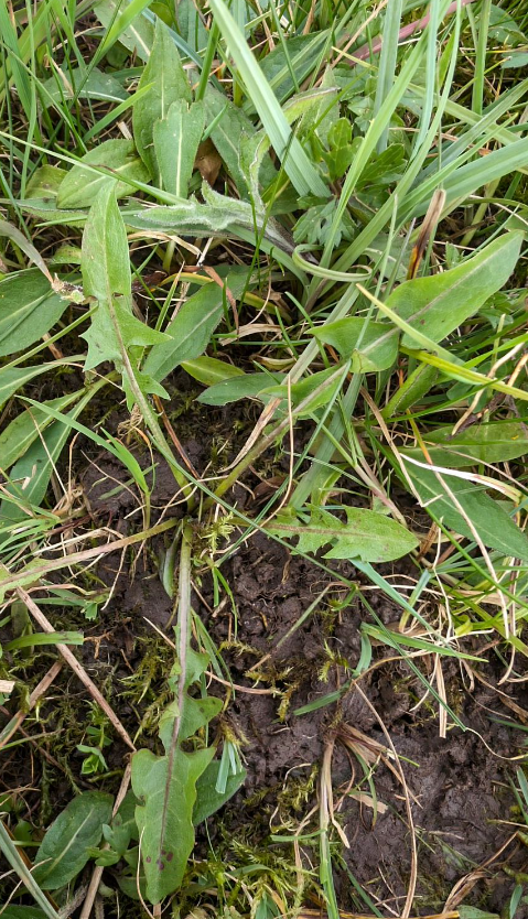 Taraxacum akteum 