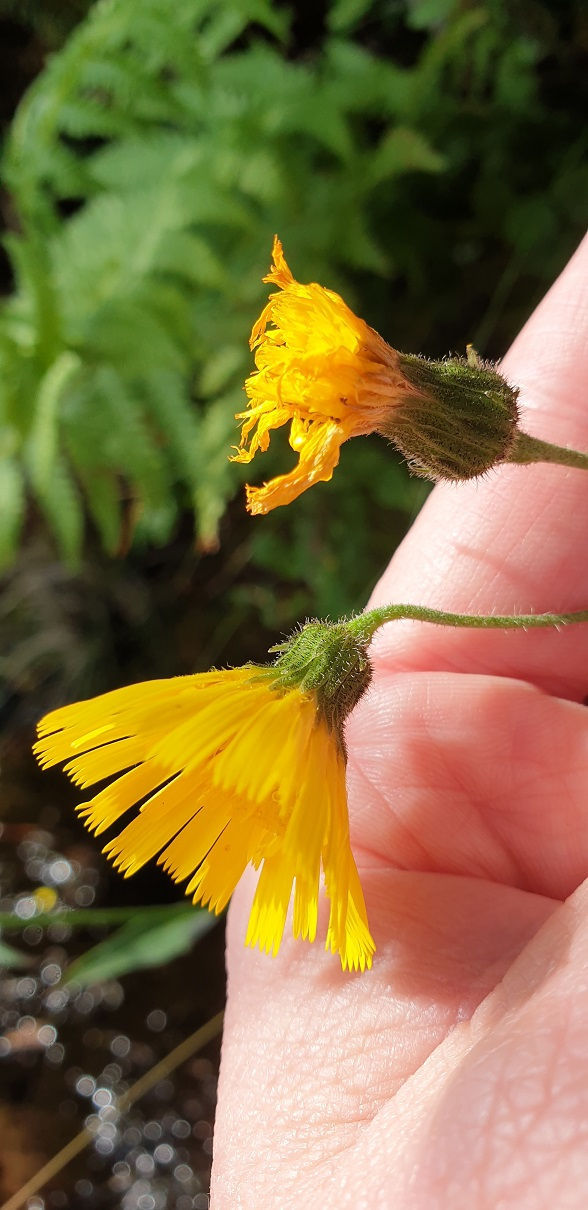 Thumbnail: Hieracium orimeles