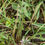Thumbnail: Taraxacum diastematicum