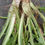 Thumbnail: Taraxacum angulare