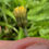 Thumbnail: Hieracium pseudacroleucum