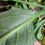 Thumbnail: Hieracium siluriense
