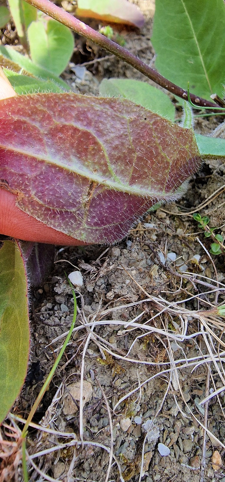 Thumbnail: Hieracium sanguineum