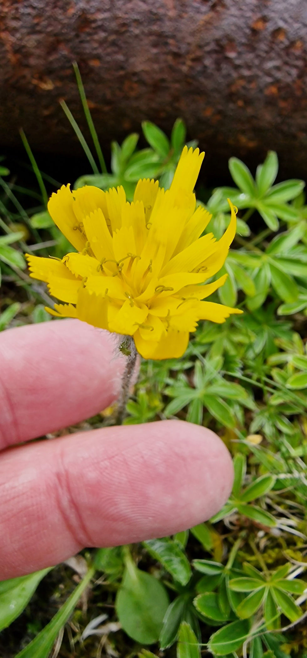 Thumbnail: Hieracium tenuifrons