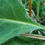 Thumbnail: Hieracium flocculosum