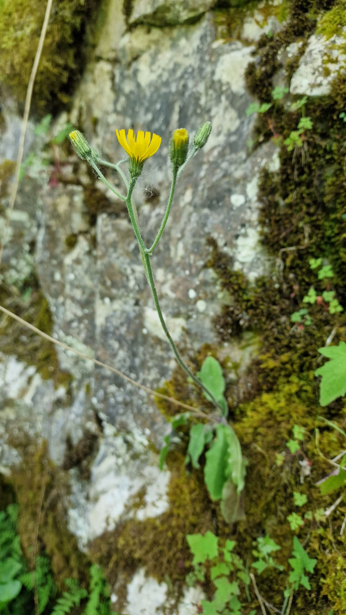 135.034.342 Hieracium crebridentiforme