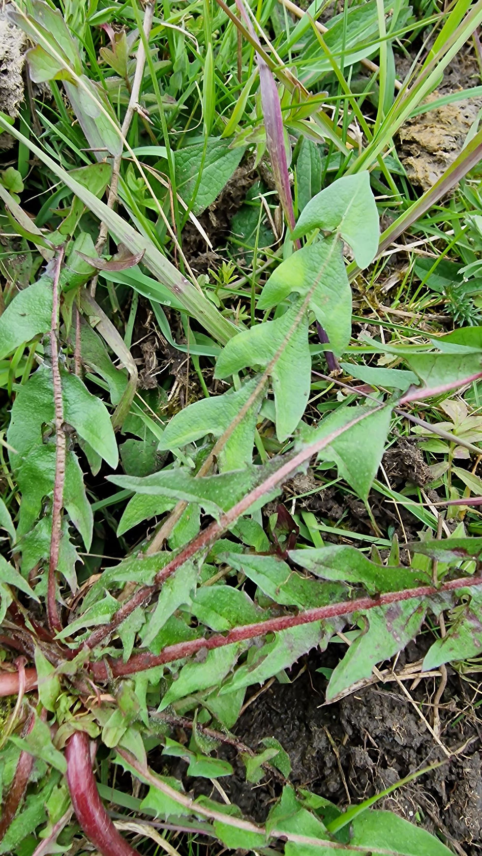 Thumbnail: Taraxacum subbracteatum