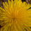 Thumbnail: Taraxacum pseudomarklundii