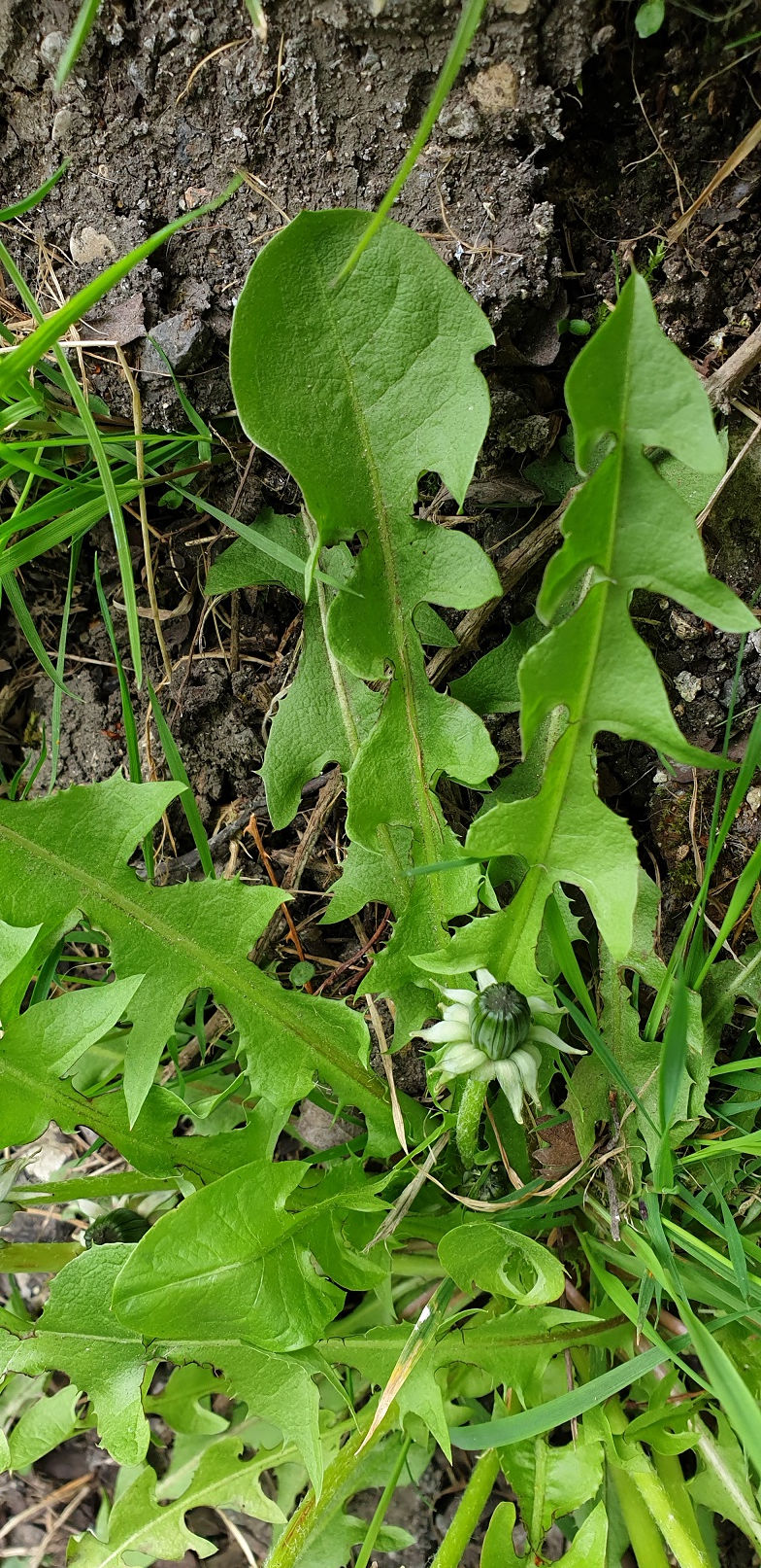 Thumbnail: Taraxacum oblongatum