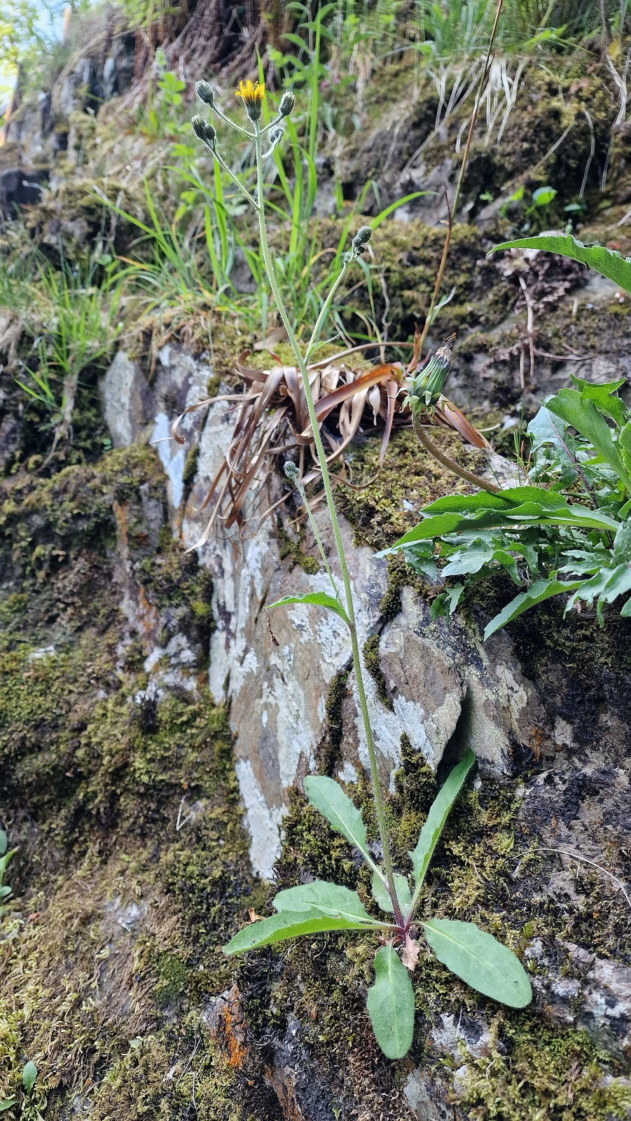 Hieracium cravoniense