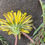 Thumbnail: 135.025.004  Taraxacum scanicum