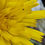 Thumbnail: Hieracium saxorum
