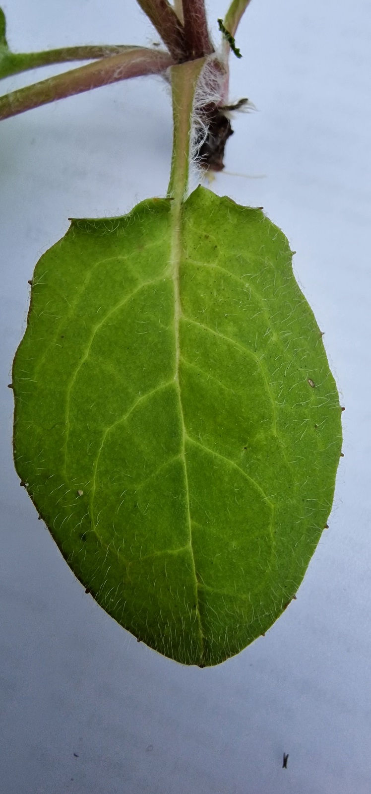 Hieracium subaequialtum